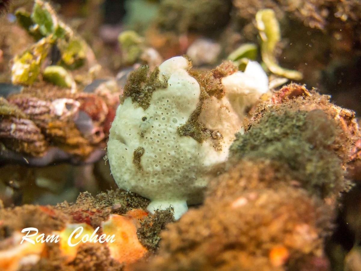 Lavanya Beach And Dive Resort Zamboanguita  Eksteriør bilde